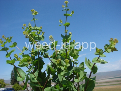 pepperweed, clasping